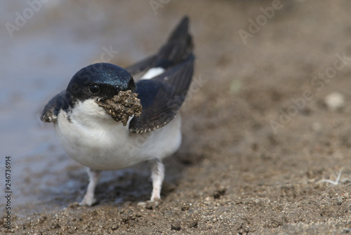 A beautiful House Martin (Delichon urbica) at the side of a puddle with a beak full of mud to make its nest.	