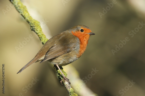 A beautiful Robin (Erithacus rubecula) perching on a branch in woodland. 