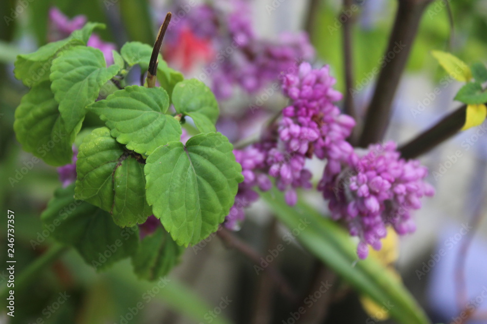branch of lilac branch of lilac
