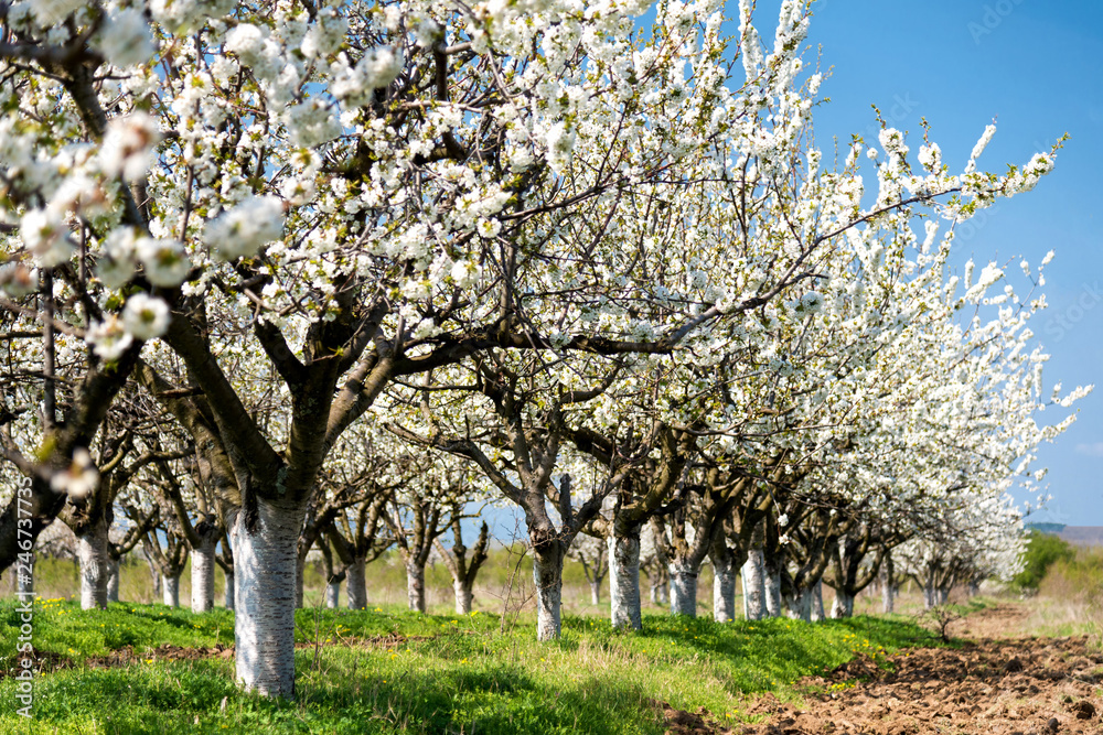Rows of beautifully blossoming in white cherry trees on a green lawn in spring Rows of beautifully blossoming in white cherry trees on a green lawn in spring