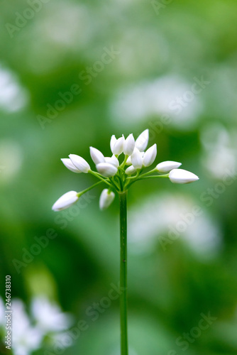 Flowering ramson, Allium ursinum. Blooming wild garlic plants in the woodland  in spring - selective focus, vertical orientation © diyanadimitrova