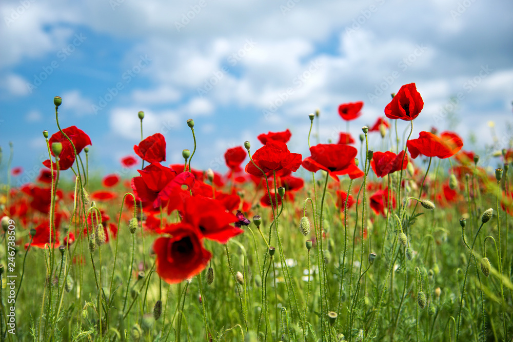 Obraz premium Flowers Red poppies blossom on wild field. Beautiful field red poppies with selective focus. soft light. Natural drugs. Glade of red poppies. Lonely poppy. Soft focus blur - Image