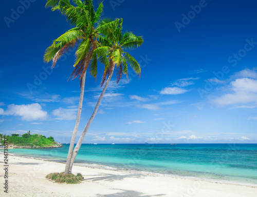 Fototapeta Naklejka Na Ścianę i Meble -  beach and coconut plm tree, Langob beach, Malapascua island, Cebu