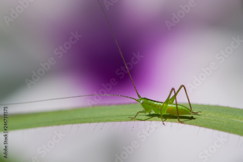 long-horned grasshopper nymph on green grass leaf