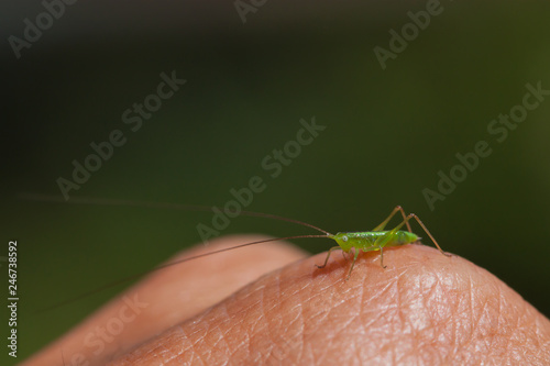 long-horned grasshopper nymph standing on human hand