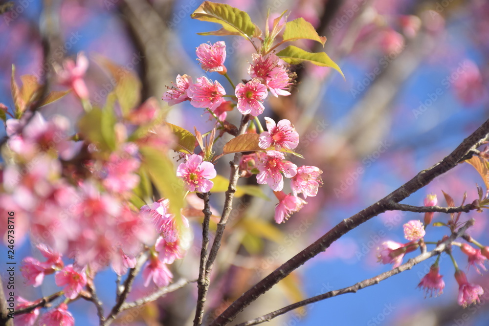 Wild Himalayan Cherry blossoms with copy space Wild Himalayan Cherry blossoms with copy space
