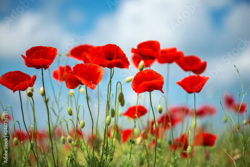 Flowers Red poppies blossom on wild field. Beautiful field red poppies with selective focus. soft light. Natural drugs. Glade of red poppies. Lonely poppy. Soft focus blur - Image © diyanadimitrova