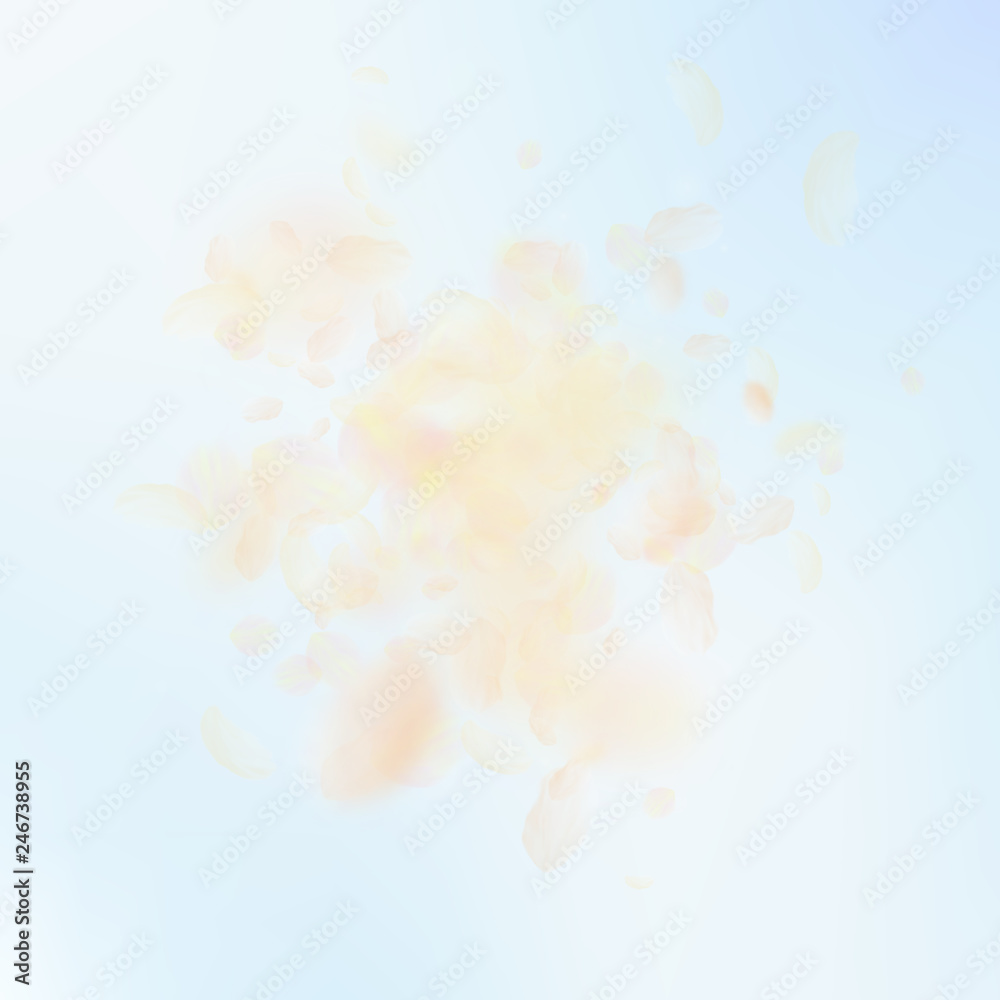 Yellow orange flower petals falling down. Enchanti Yellow orange flower petals falling down. Enchanti