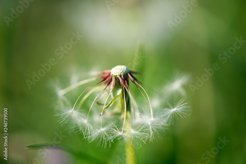 Beautiful white dandelion with seeds on green background - selective focus  space for text