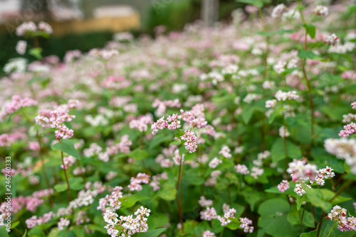 фотографія Buckwheat flowers named Tam Giac Mach in Ha Giang, Viet Nam