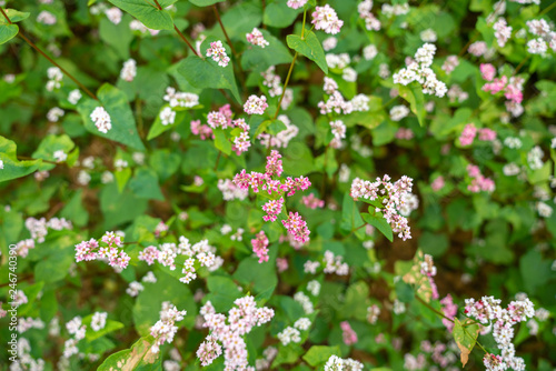 Buckwheat flowers named Tam Giac Mach in Ha Giang, Viet Nam. A famous flower for Dong Van karst plateau global geological park