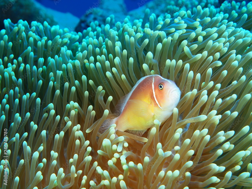 Clownfish Clownfish