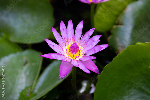 Beautiful pink blooming water lily float in pond with its leaves.