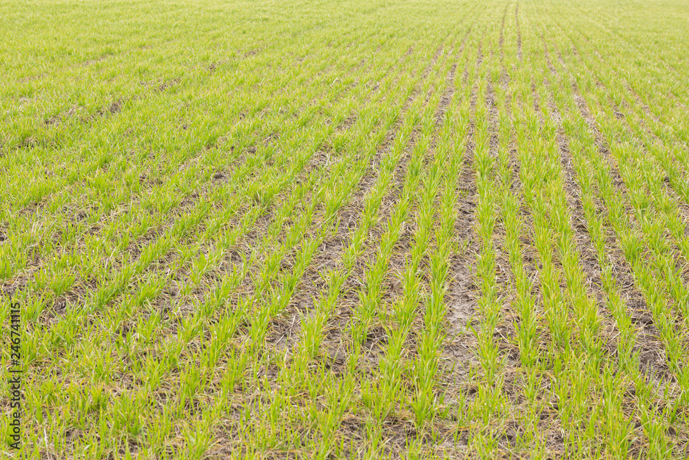green sprouts of young winter wheat on agricultural land, picture with details green sprouts of young winter wheat on agricultural land, picture with details