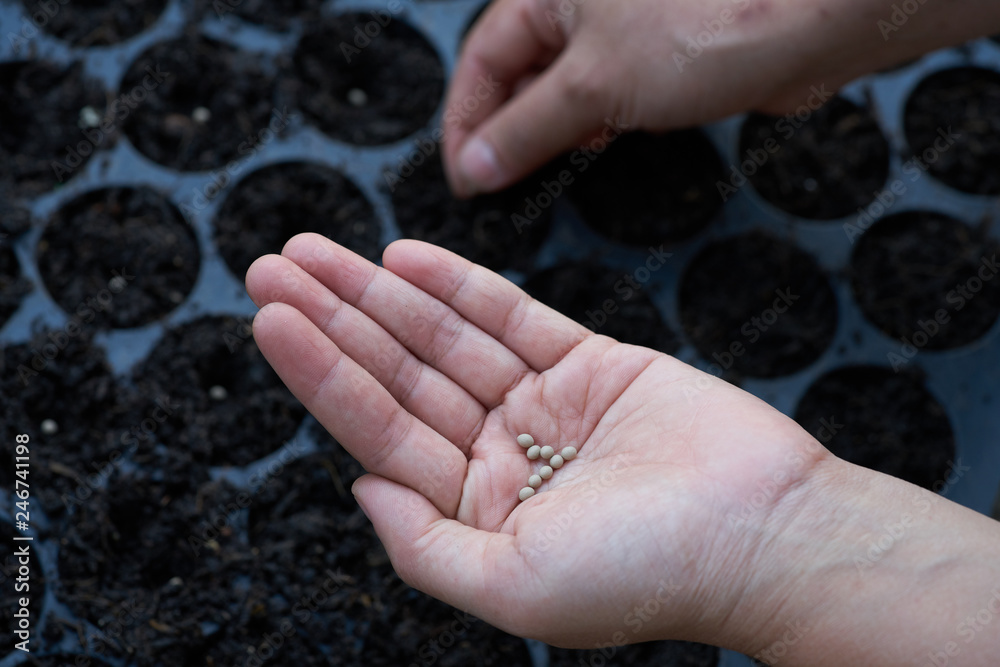 Farmer hand put seed of vegetable on seedling tray Farmer hand put seed of vegetable on seedling tray