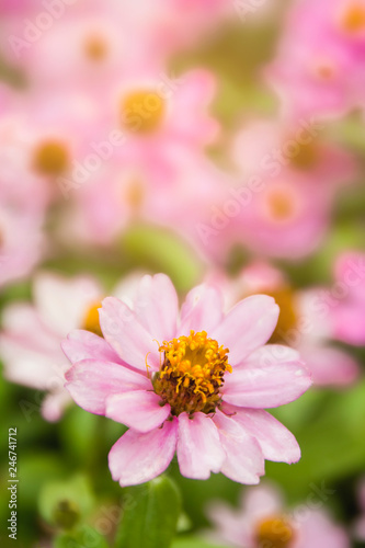 Purple flowers in a refreshing garden.