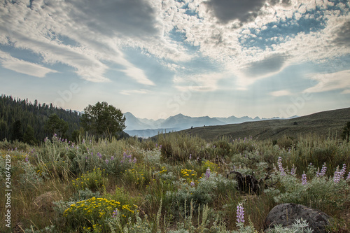 Canvas Print Idaho Wildflowers