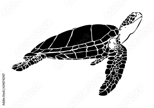 graphic sea turtle,vector illustration of sea turtle