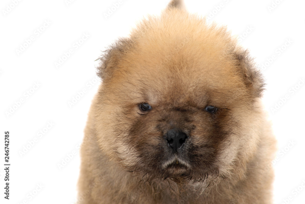 Close up,chow-chow puppy isolated over white background