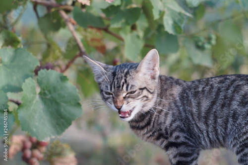 Wallpaper Mural Cute tabby cat in park Torontodigital.ca
