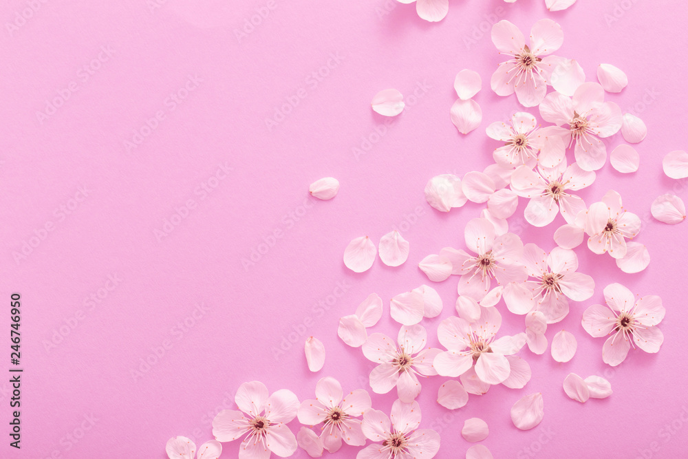 cherry flowers on paper background