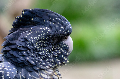 Closeup of head of black cuckatoo