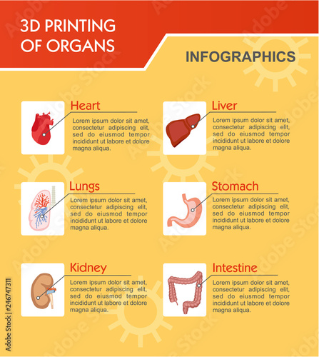 Bioprinting concept, 3D printing of the liver, stomach, lungs, kidneys and heart. Medical infographic with human organs. Colorful vector illustration in flat cartoon style.