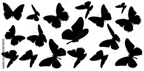 black butterfly, isolated on a white