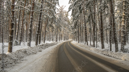 snowy road passes through a pine forest