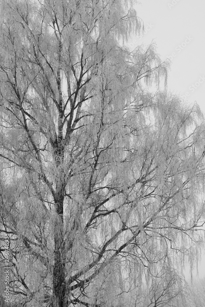 Birch tree branches covered with frost on sky background in cold frosty winter day. Birch tree branches covered with frost on sky background in cold frosty winter day.