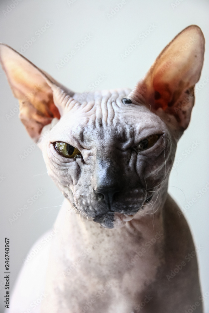 gray sphinx cat sits on a white window sill and looks into the frame