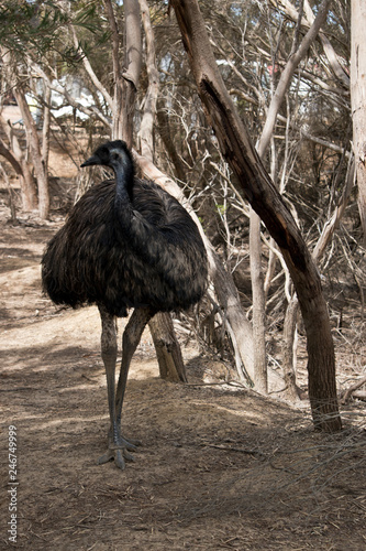 An Australian emu  in thick bush