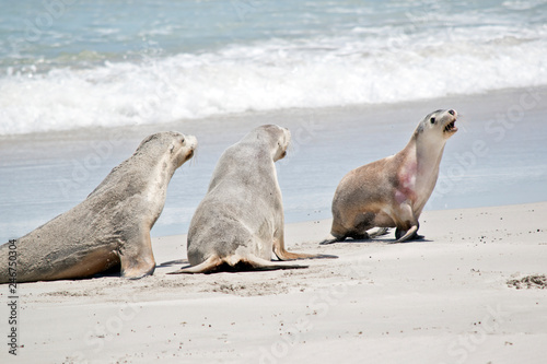 sea lions on the beach at Seal Bay, Kangaroo Island, Australia