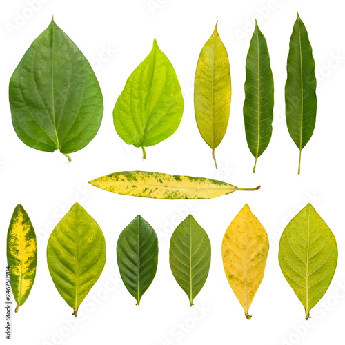 Set of Leaves isolated on a white background.