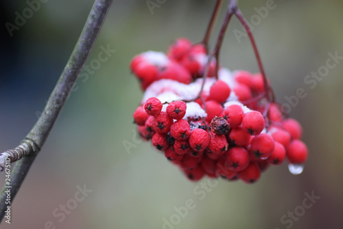 A bright red bunch of rowan with melting white snow 