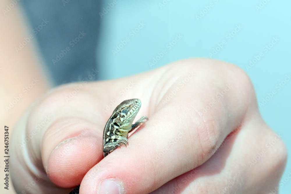 Summer. Close-up of a lizard's head with closed eyes in the hand of a teenager.