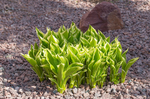 Young leaves of green and white hosta in spring. First early spring leaves in the morning sunlight.