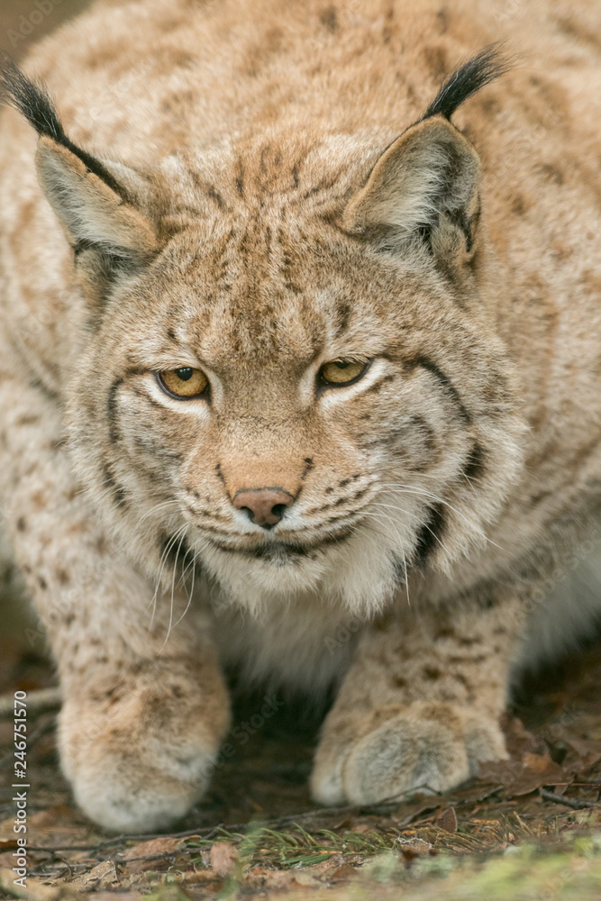 A big lynx is attentive outside in winter A big lynx is attentive outside in winter