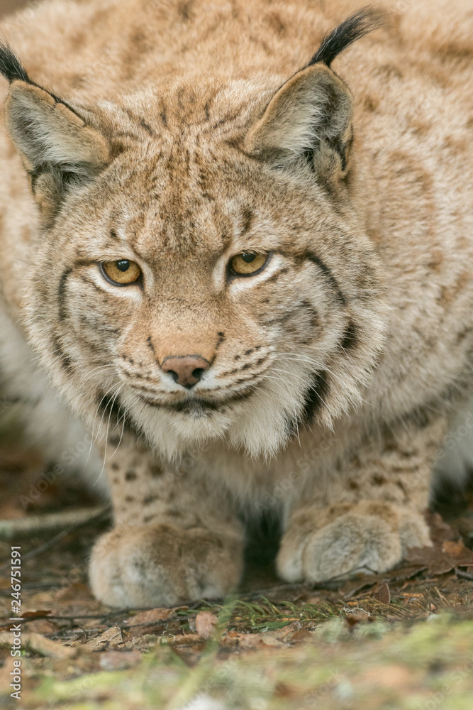 A big lynx is attentive outside in winter A big lynx is attentive outside in winter