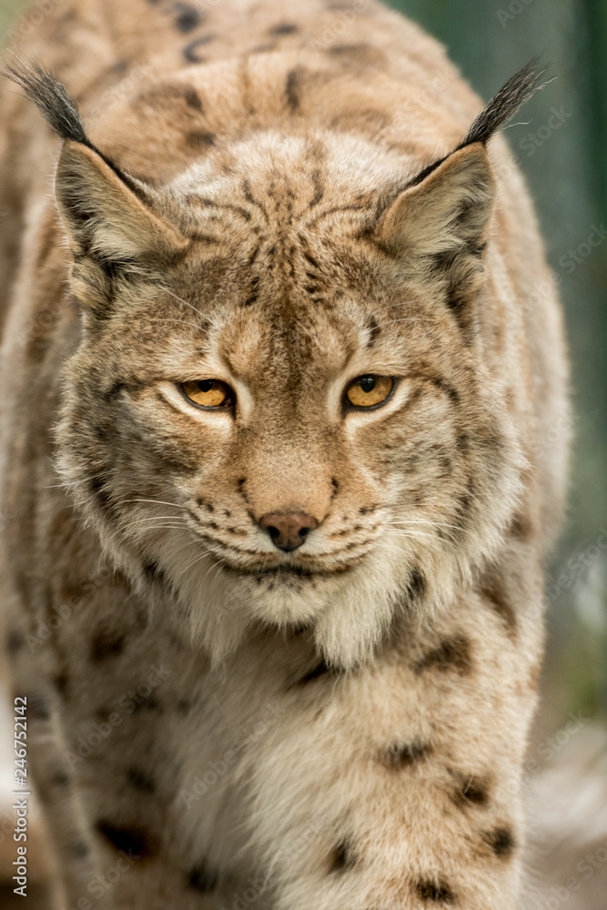 Obraz premium A big lynx is attentive outside in winter