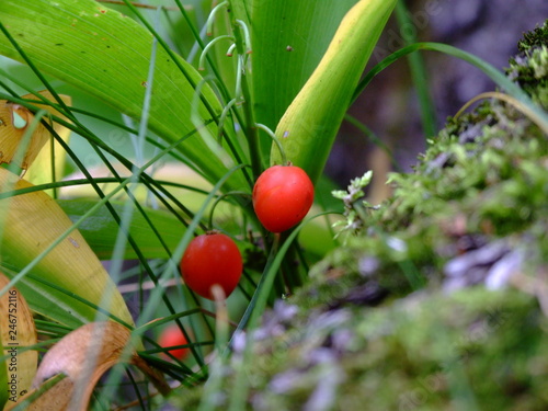 Bright red autumn berries of lily of the valley among green grass/leaves and moss on the tree bark
