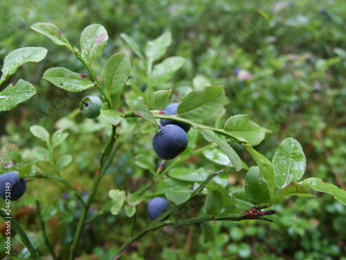 Bushes of blueberry with green summer leaves and ripe blue berries 