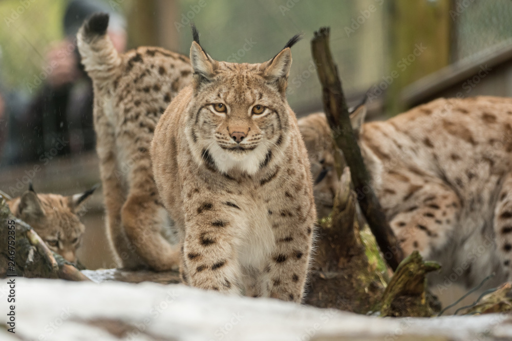 A big lynx is attentive outside in winter A big lynx is attentive outside in winter