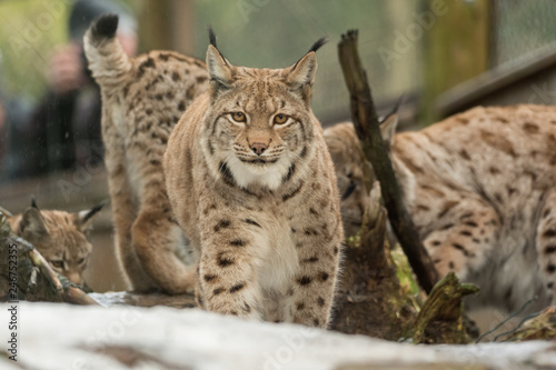 A big lynx is attentive outside in winter © sandradombrovsky