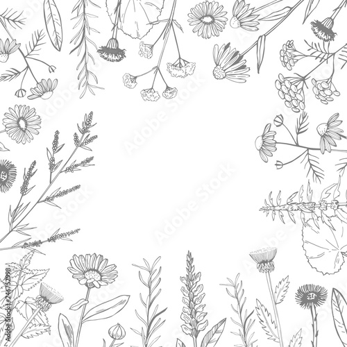 Vector background with hand drawn medicinal herbs. Sketch  illustration.