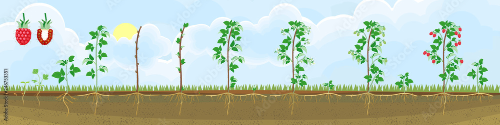 Stockvector Two year life cycle of raspberry. Growth stages from seed ...
