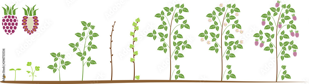 Two year life cycle of raspberry isolated on white background. Growth stages from seed to scrub with harvest of red berries Two year life cycle of raspberry isolated on white background. Growth stages from seed to scrub with harvest of red berries