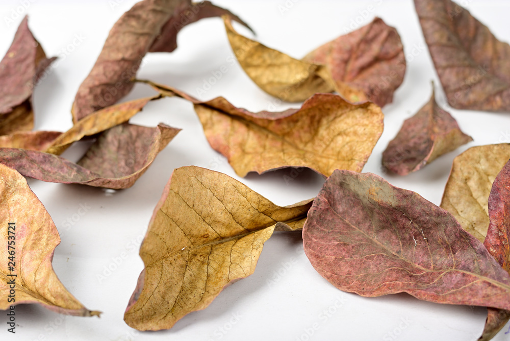 Autumn dry brown leaf lying on white background.