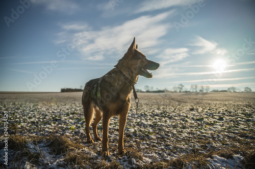 Deutscher Schäferhund im Winter © hopfi23
