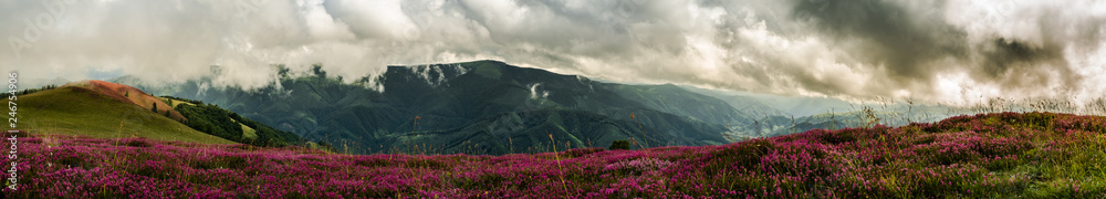 Wildflowers on peak. Magura peak, Cindrel mountains, Sibiu county, Romania, 1300m, panoramic view